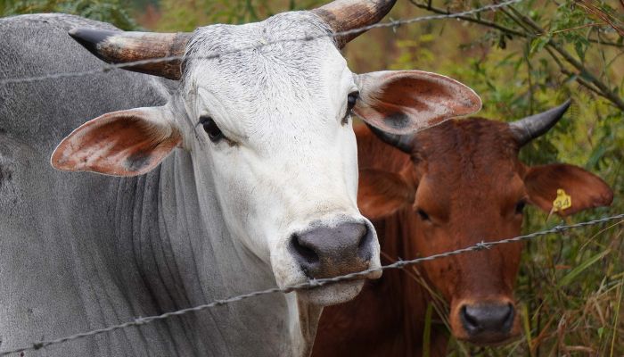 Foto: ADAPAR-PARANÁ Brucelose e tuberculose: Adapar intensifica ações de educação sanitária no Paraná